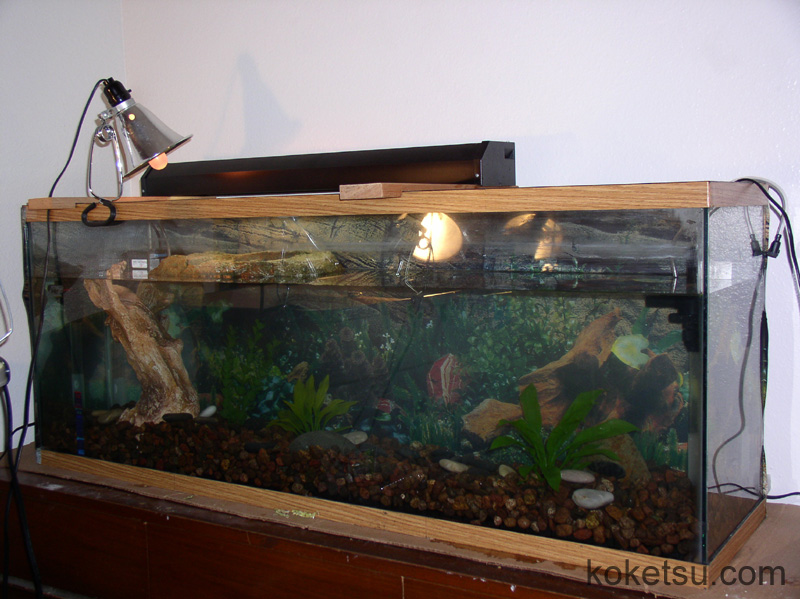 modern tank for turtle